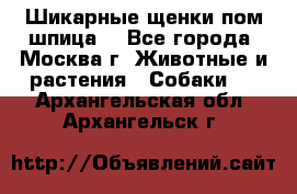 Шикарные щенки пом шпица  - Все города, Москва г. Животные и растения » Собаки   . Архангельская обл.,Архангельск г.